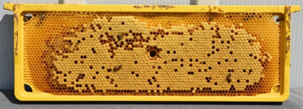 4.9mm Medium Brood