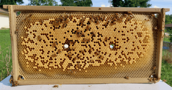 5.4mm Deep Brood In use