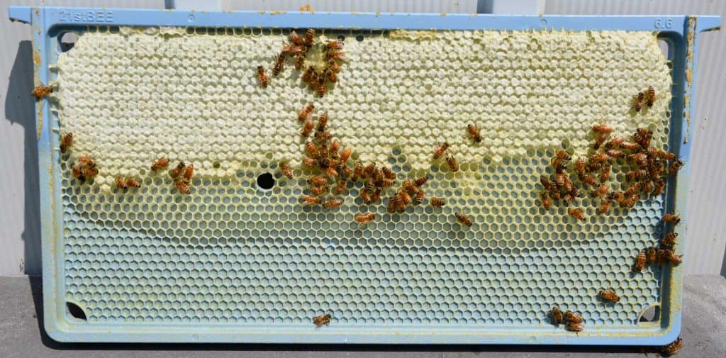 Bees crawling on infinity frame 6.6 deep