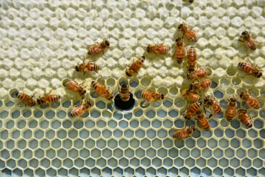 Bees on infinity frame
