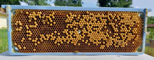 6.6mm Medium Brood Scaled