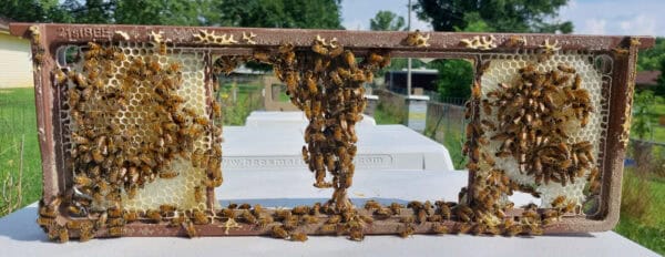 Foundationless Honey Comb working