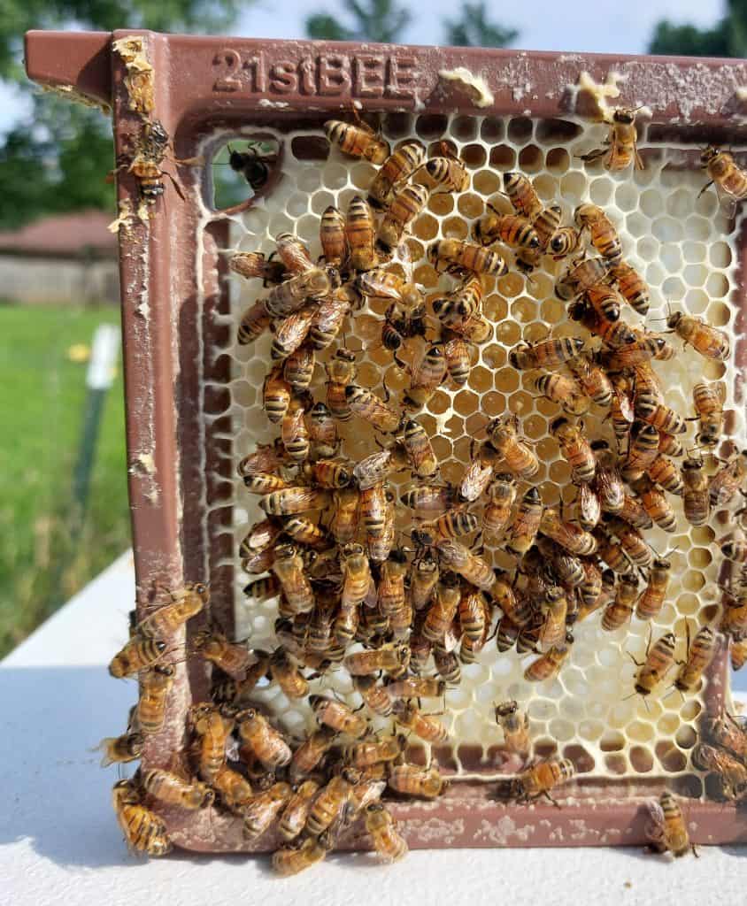 live hive on foundationless infinity frame