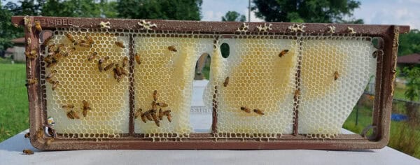 Foundationless Honey Comb Infinity Frame