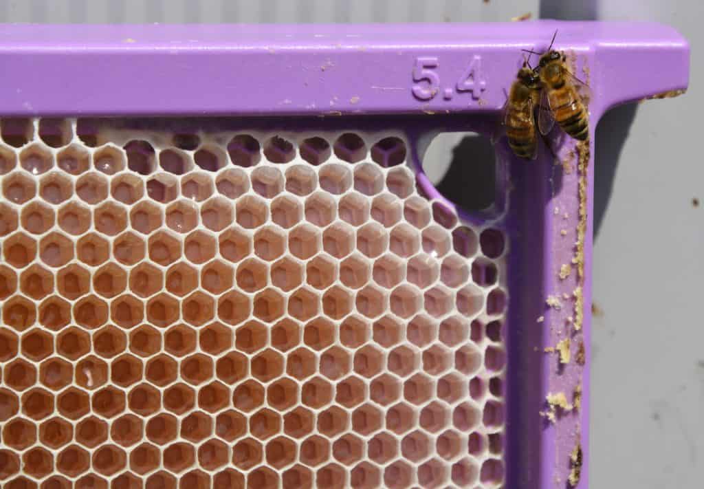 5.4 mating nuc in use