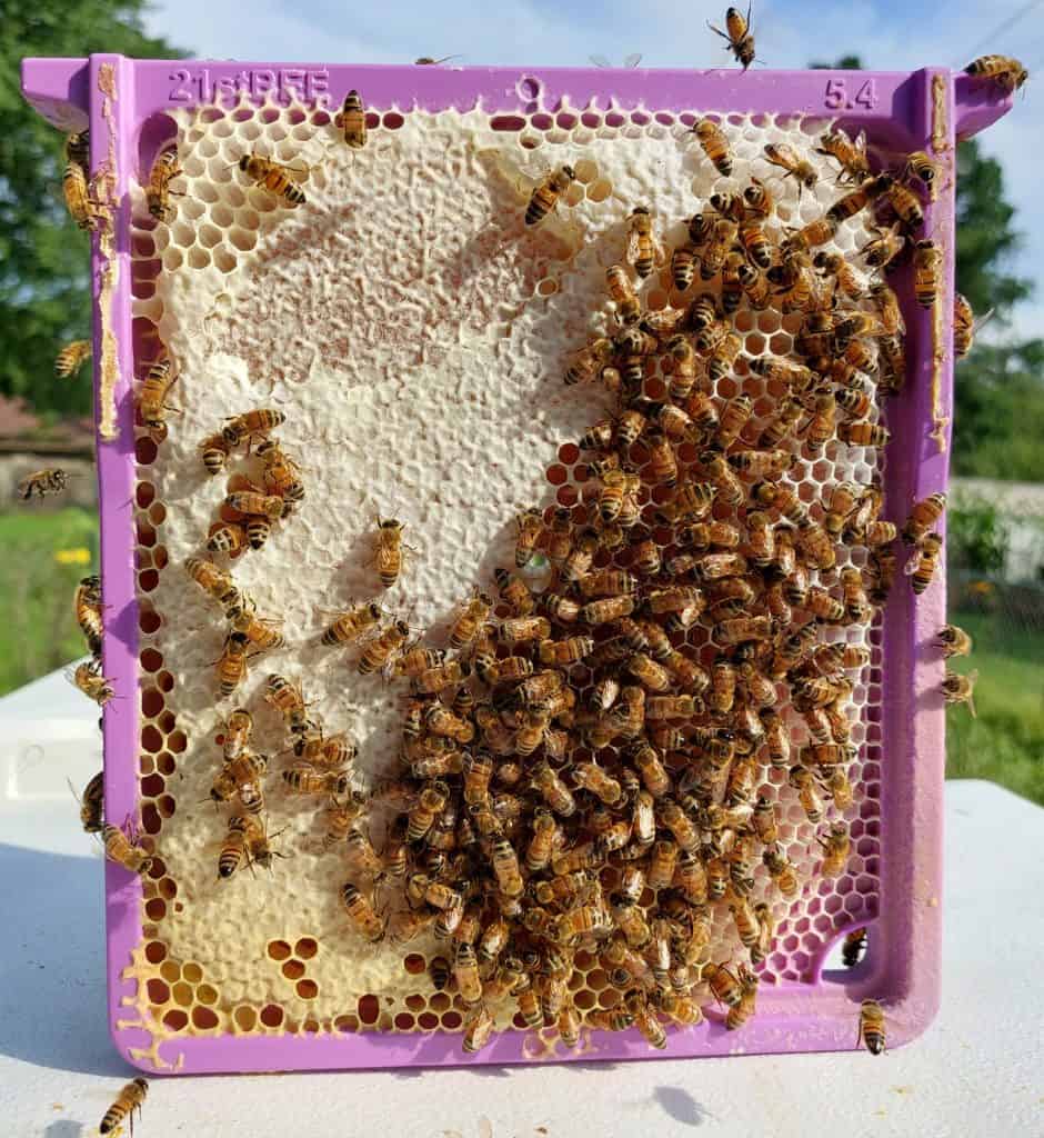 mini mating nuc live demo
